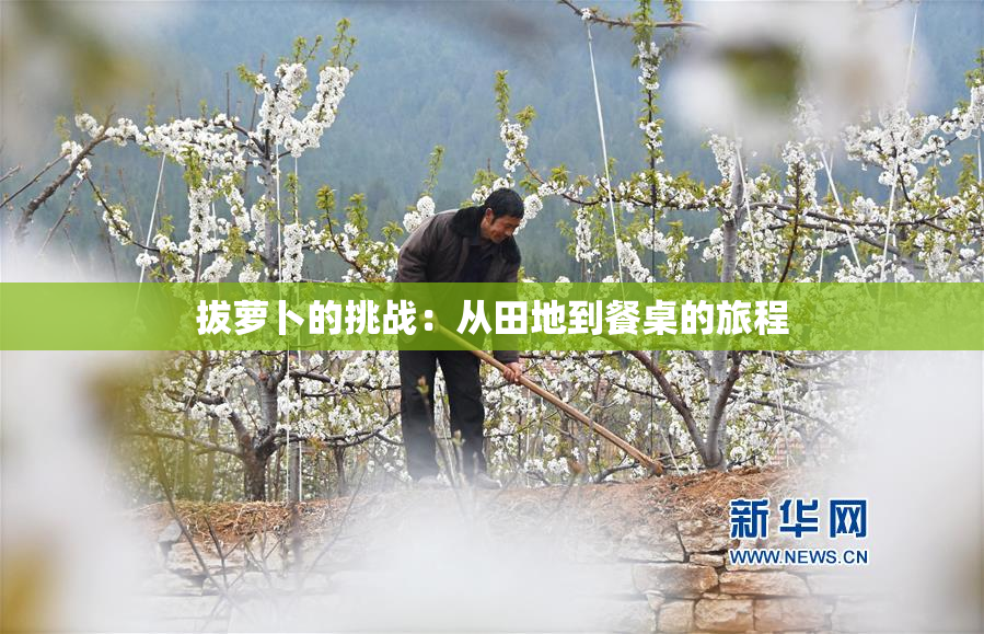 拔萝卜的挑战：从田地到餐桌的旅程