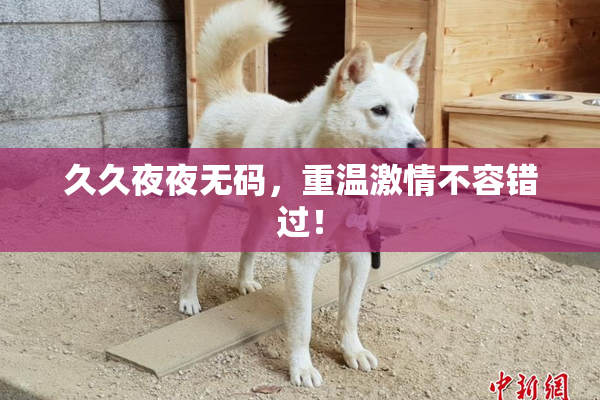 久久夜夜无码，重温激情不容错过！