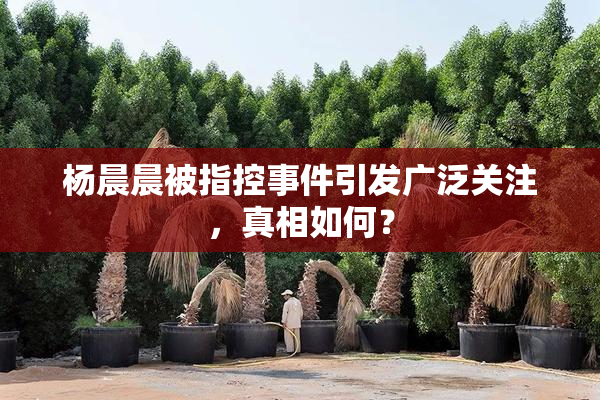 杨晨晨被指控事件引发广泛关注，真相如何？
