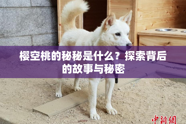 樱空桃的秘秘是什么？探索背后的故事与秘密