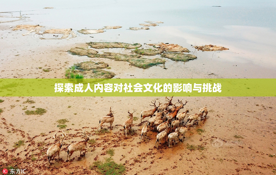 探索成人内容对社会文化的影响与挑战