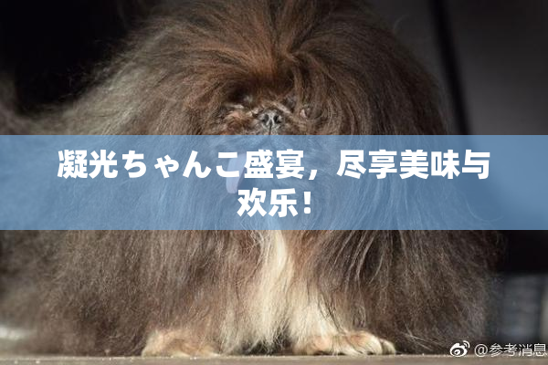 凝光ちゃんこ盛宴，尽享美味与欢乐！