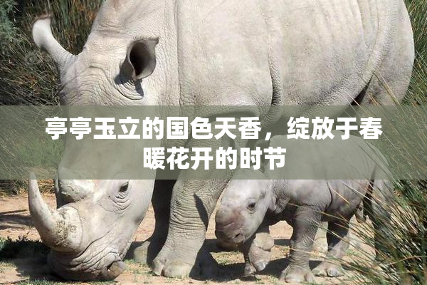 亭亭玉立的国色天香，绽放于春暖花开的时节