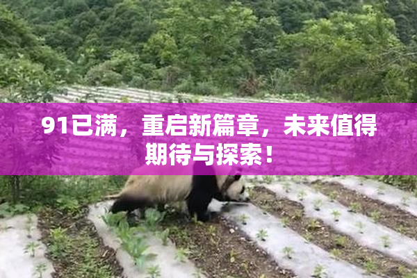 91已满，重启新篇章，未来值得期待与探索！