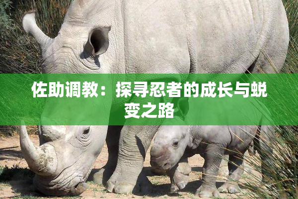 佐助调教：探寻忍者的成长与蜕变之路