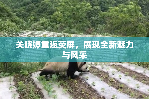 关晓婷重返荧屏，展现全新魅力与风采