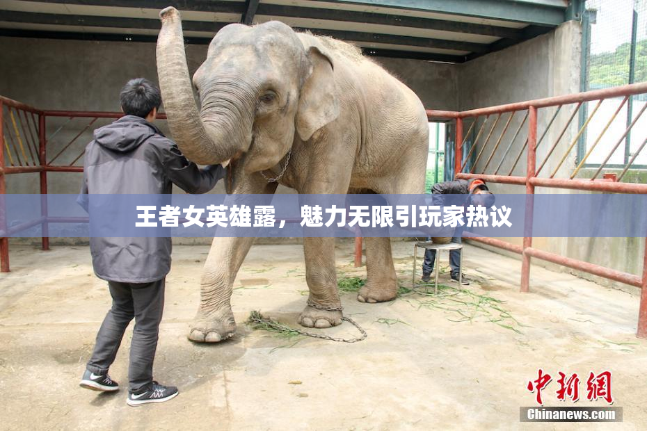王者女英雄露，魅力无限引玩家热议