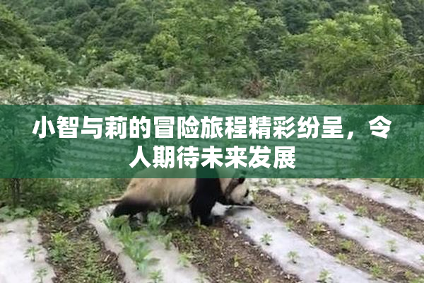 小智与莉的冒险旅程精彩纷呈，令人期待未来发展