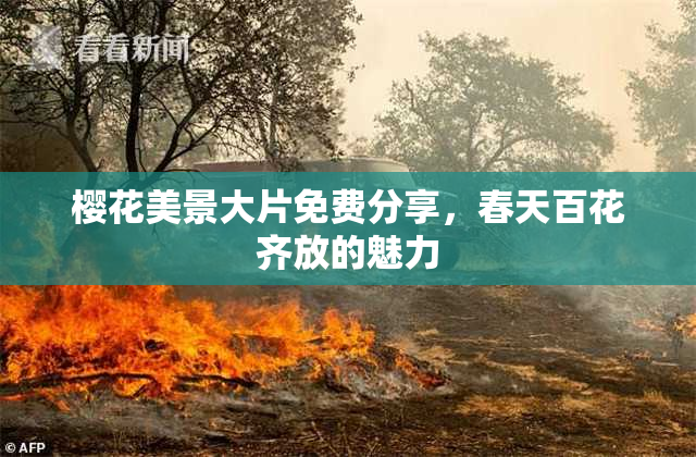 樱花美景大片免费分享，春天百花齐放的魅力