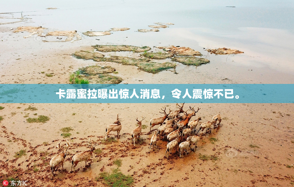 卡露蜜拉曝出惊人消息，令人震惊不已。