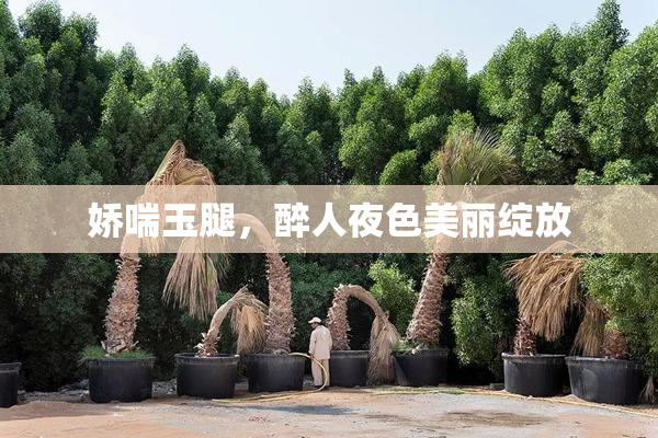 娇喘玉腿，醉人夜色美丽绽放