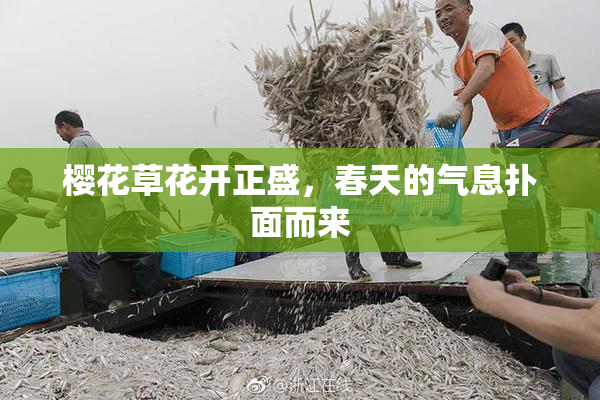 樱花草花开正盛，春天的气息扑面而来