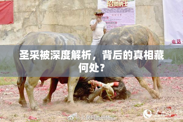 圣采被深度解析，背后的真相藏何处？