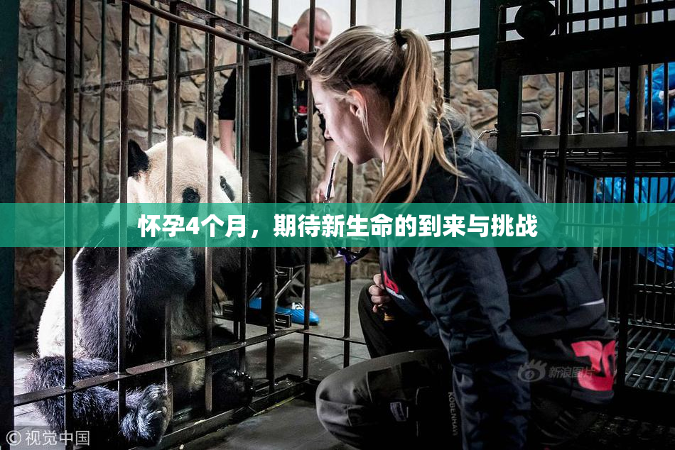 怀孕4个月，期待新生命的到来与挑战