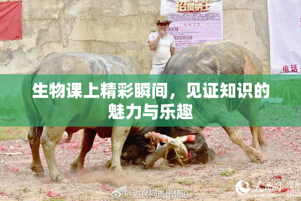 生物课上精彩瞬间，见证知识的魅力与乐趣