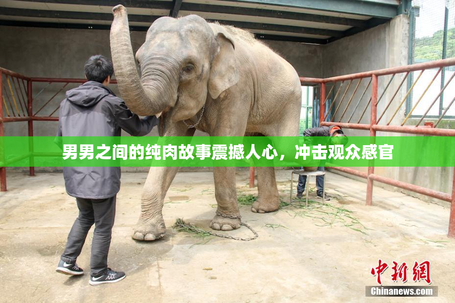 男男之间的纯肉故事震撼人心，冲击观众感官