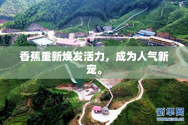 香蕉重新焕发活力，成为人气新宠。