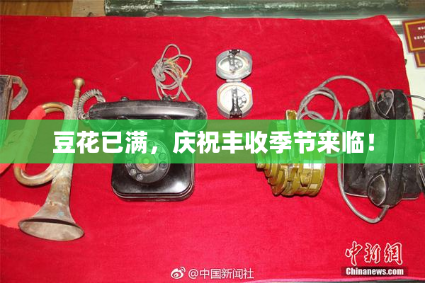 豆花已满，庆祝丰收季节来临！