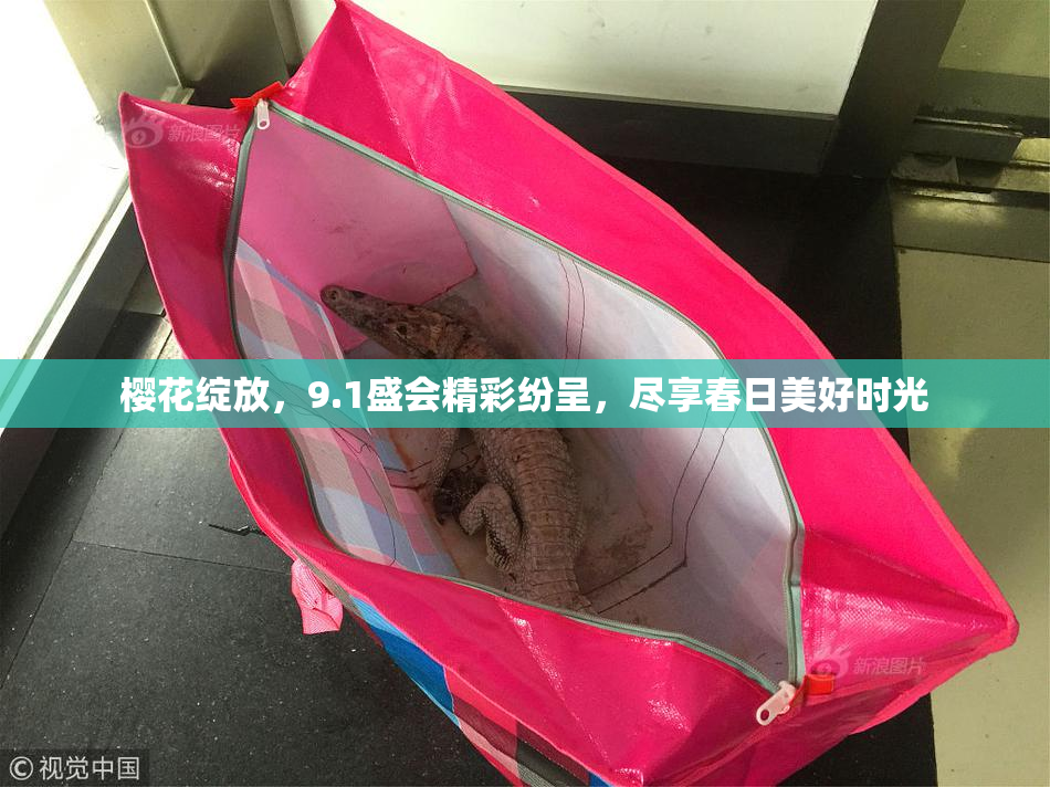 樱花绽放，9.1盛会精彩纷呈，尽享春日美好时光