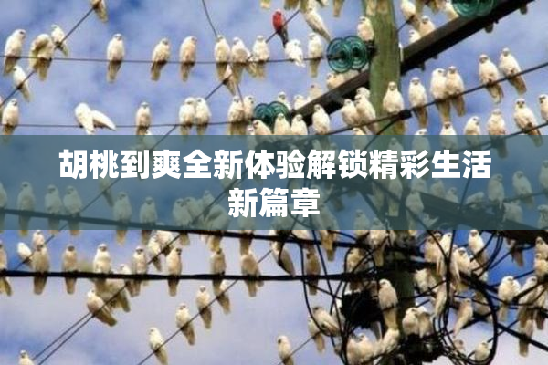 胡桃到爽全新体验解锁精彩生活新篇章