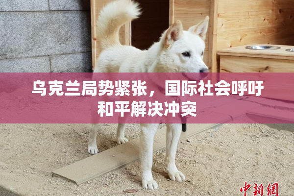 乌克兰局势紧张，国际社会呼吁和平解决冲突