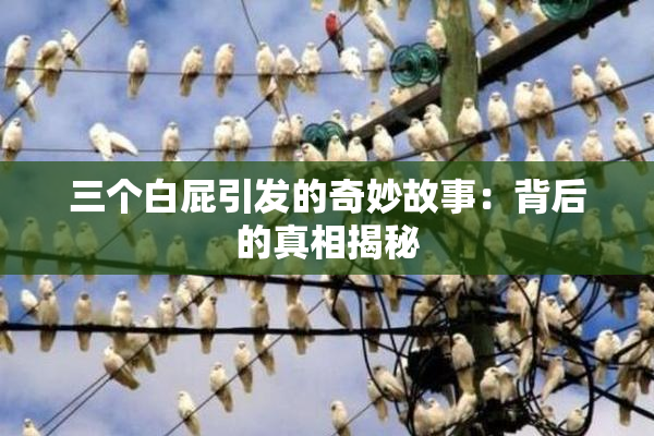 三个白屁引发的奇妙故事：背后的真相揭秘