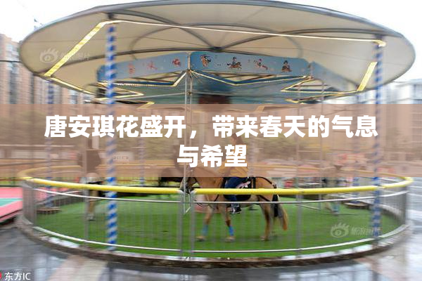 唐安琪花盛开，带来春天的气息与希望
