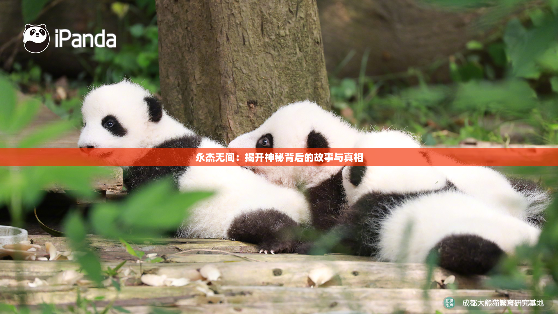 永杰无间：揭开神秘背后的故事与真相