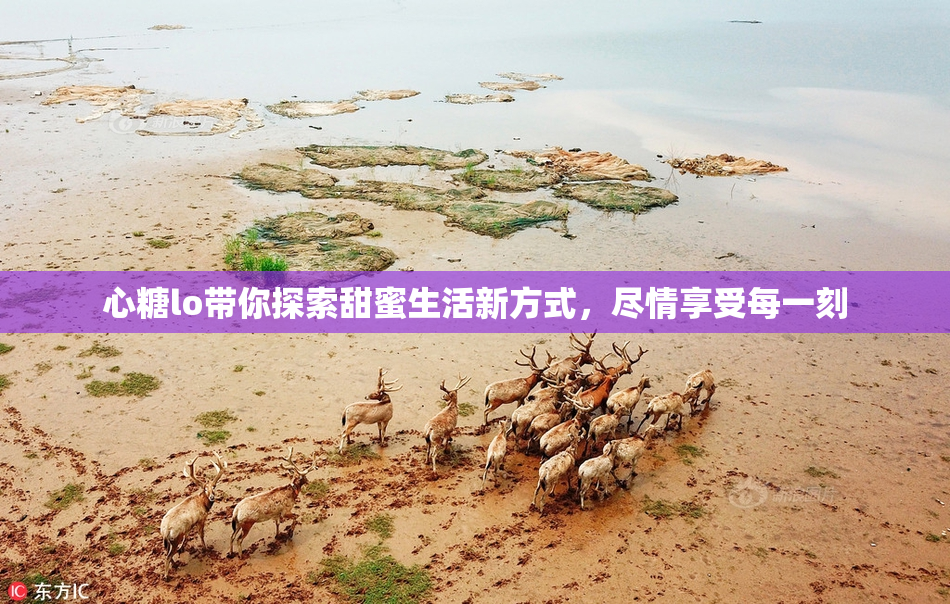 心糖lo带你探索甜蜜生活新方式，尽情享受每一刻