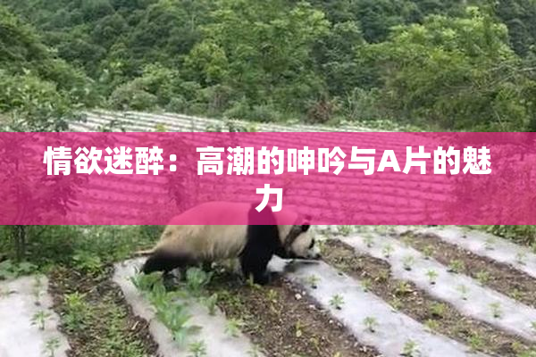 情欲迷醉：高潮的呻吟与A片的魅力