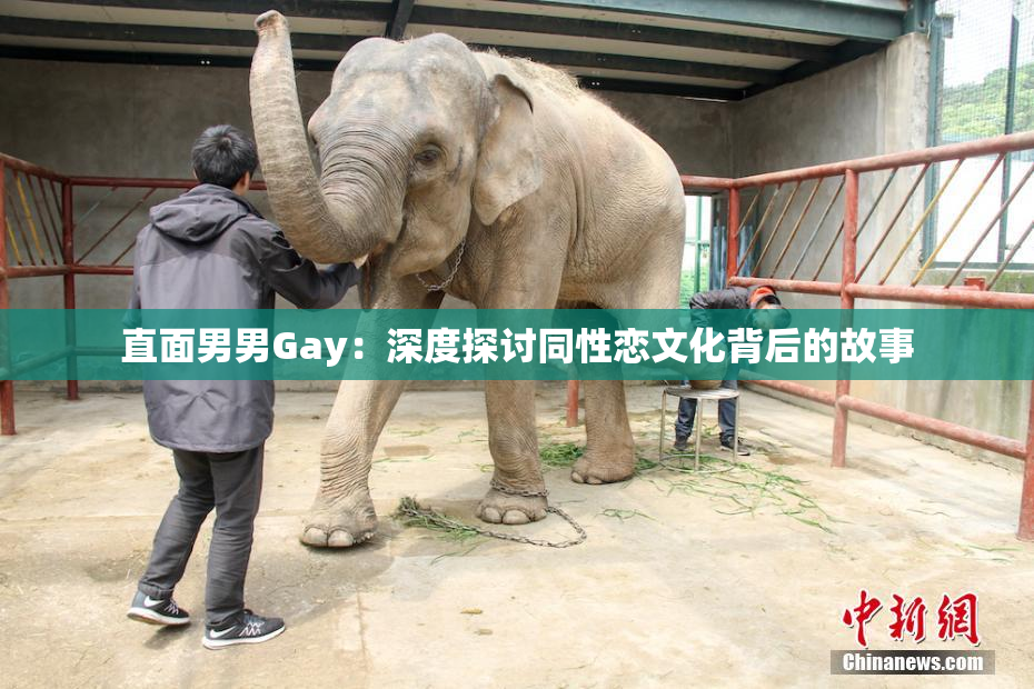 直面男男Gay：深度探讨同性恋文化背后的故事