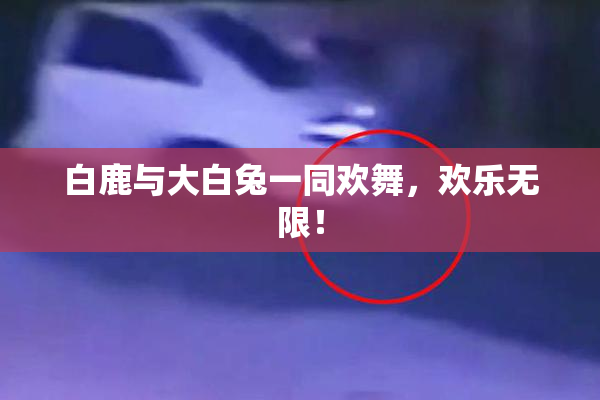 白鹿与大白兔一同欢舞，欢乐无限！