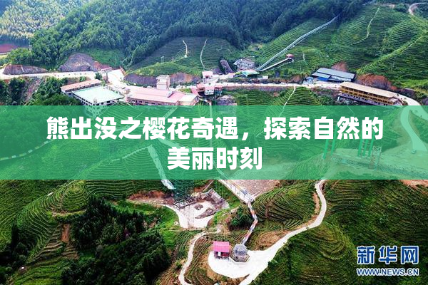 熊出没之樱花奇遇，探索自然的美丽时刻
