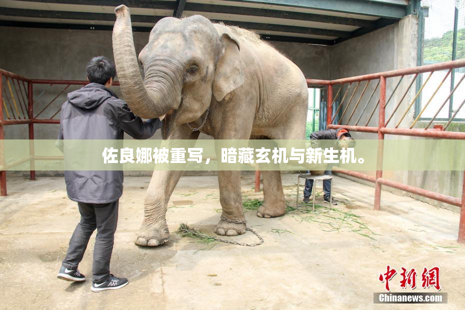 佐良娜被重写，暗藏玄机与新生机。
