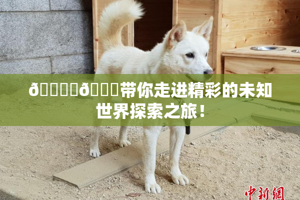 🔞‌🍌带你走进精彩的未知世界探索之旅！