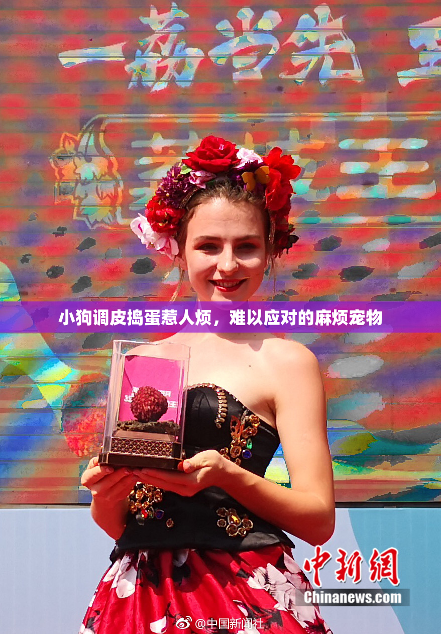小狗调皮捣蛋惹人烦，难以应对的麻烦宠物