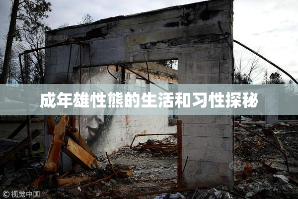 成年雄性熊的生活和习性探秘