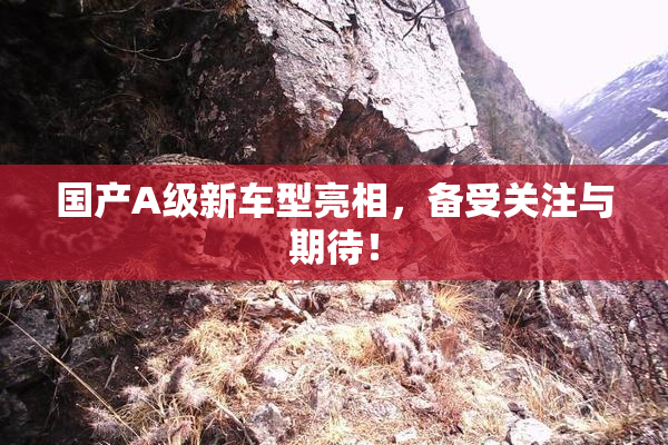 国产A级新车型亮相，备受关注与期待！