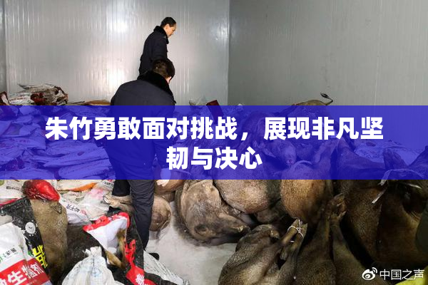 朱竹勇敢面对挑战，展现非凡坚韧与决心