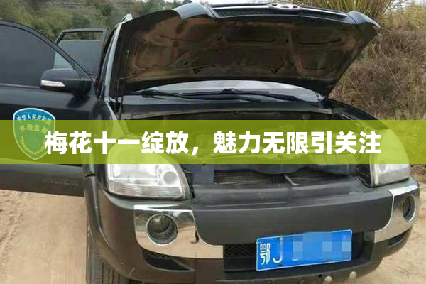 梅花十一绽放，魅力无限引关注