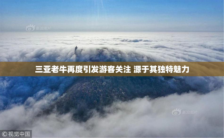三亚老牛再度引发游客关注 源于其独特魅力