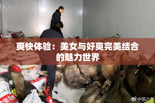 爽快体验：美女与好爽完美结合的魅力世界