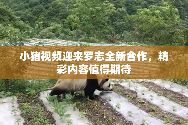 小猪视频迎来罗志全新合作，精彩内容值得期待
