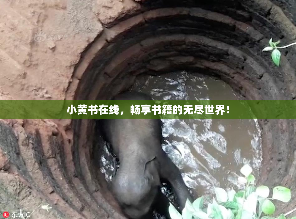 小黄书在线，畅享书籍的无尽世界！