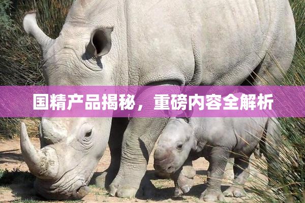 国精产品揭秘，重磅内容全解析
