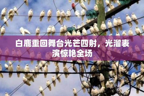 白鹿重回舞台光芒四射，光溜表演惊艳全场