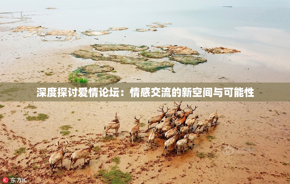 深度探讨爱情论坛：情感交流的新空间与可能性