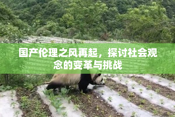 国产伦理之风再起，探讨社会观念的变革与挑战