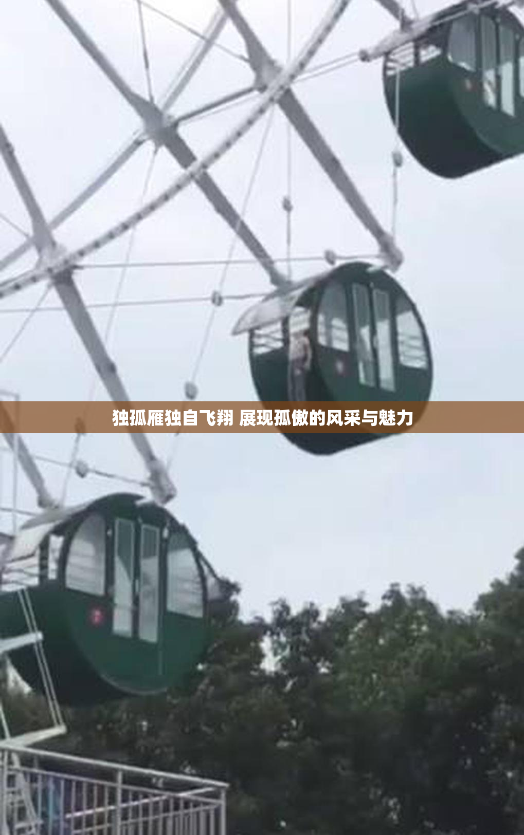 独孤雁独自飞翔 展现孤傲的风采与魅力