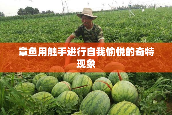 章鱼用触手进行自我愉悦的奇特现象